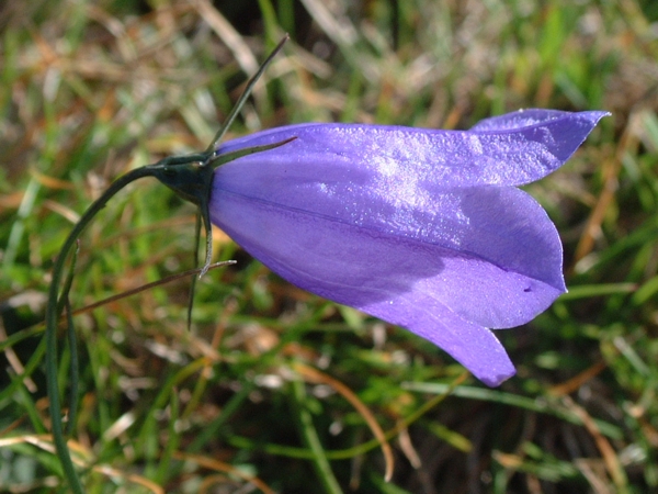 Campanula scheuchzeri / Campanula di Scheuchzer